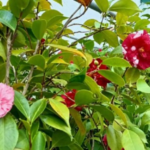 magnolie Rajec